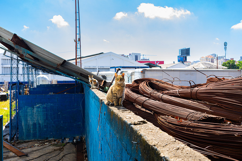 cat sat on blue wall in dominican republic cats of the world