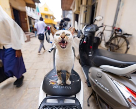 cat on a moped in tanzania