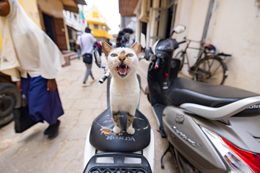 cat on a moped in tanzania