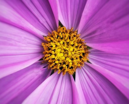 close up phone photo of a cosmos bipinnatus purple flower