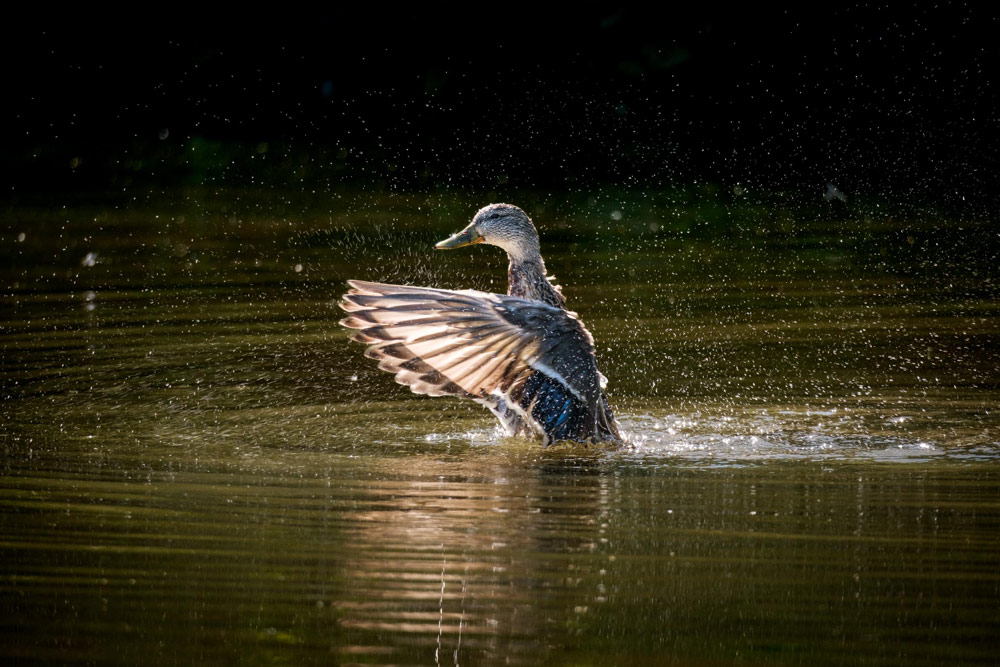 Fujifilm lens advertorial, 150-600mm