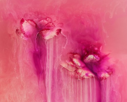 apoy macro 2024 winner carnation flowers submerged in pink liquid