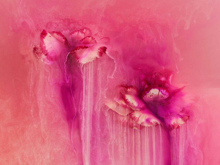 apoy macro 2024 winner carnation flowers submerged in pink liquid