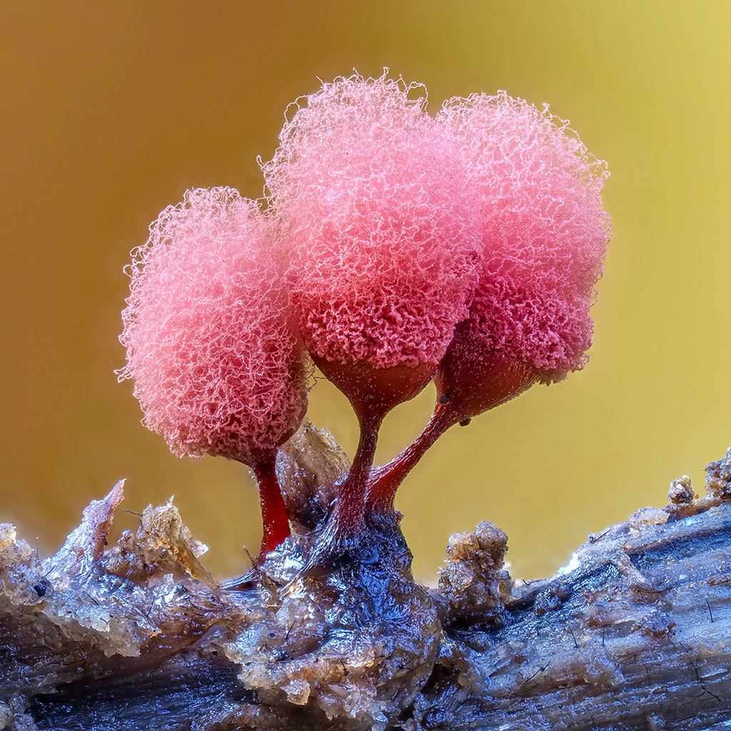 Arcyria sp – a minute slime mould of only a few millimetres high