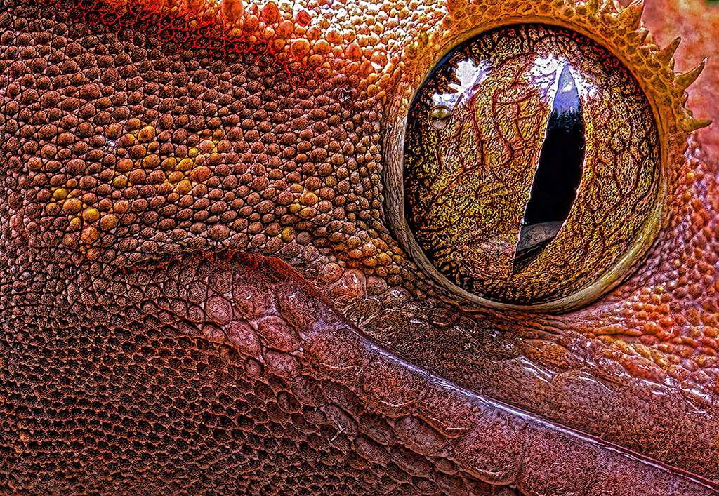 close-up photo of red lizard eye