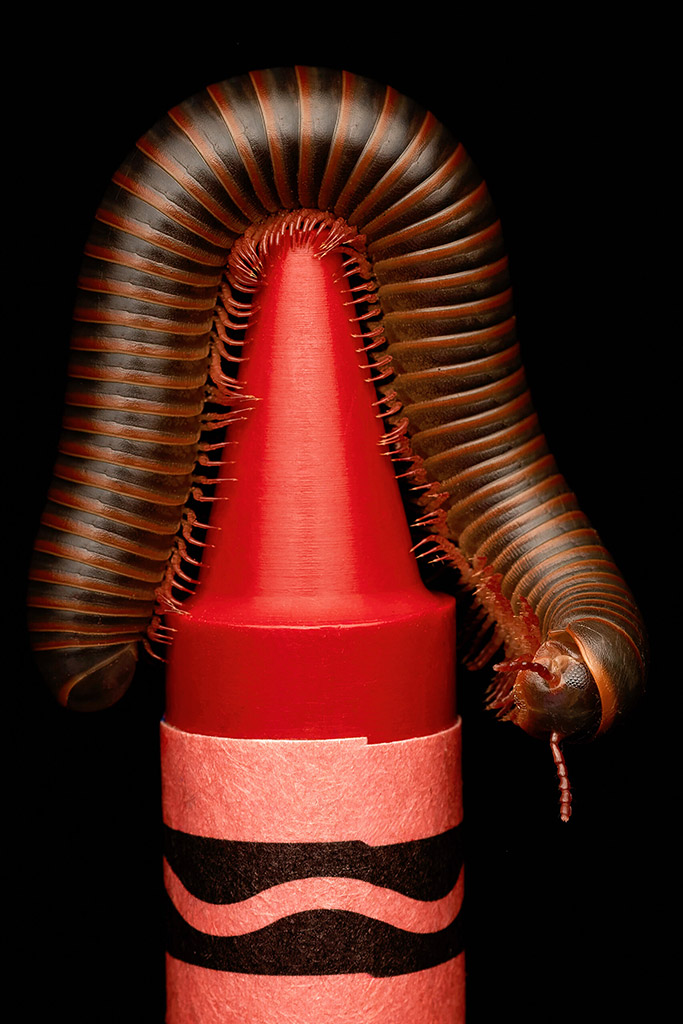 millipede walking over a red crayon