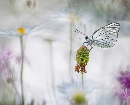 black-veined white butterfly on a seed head against pale white daisy background