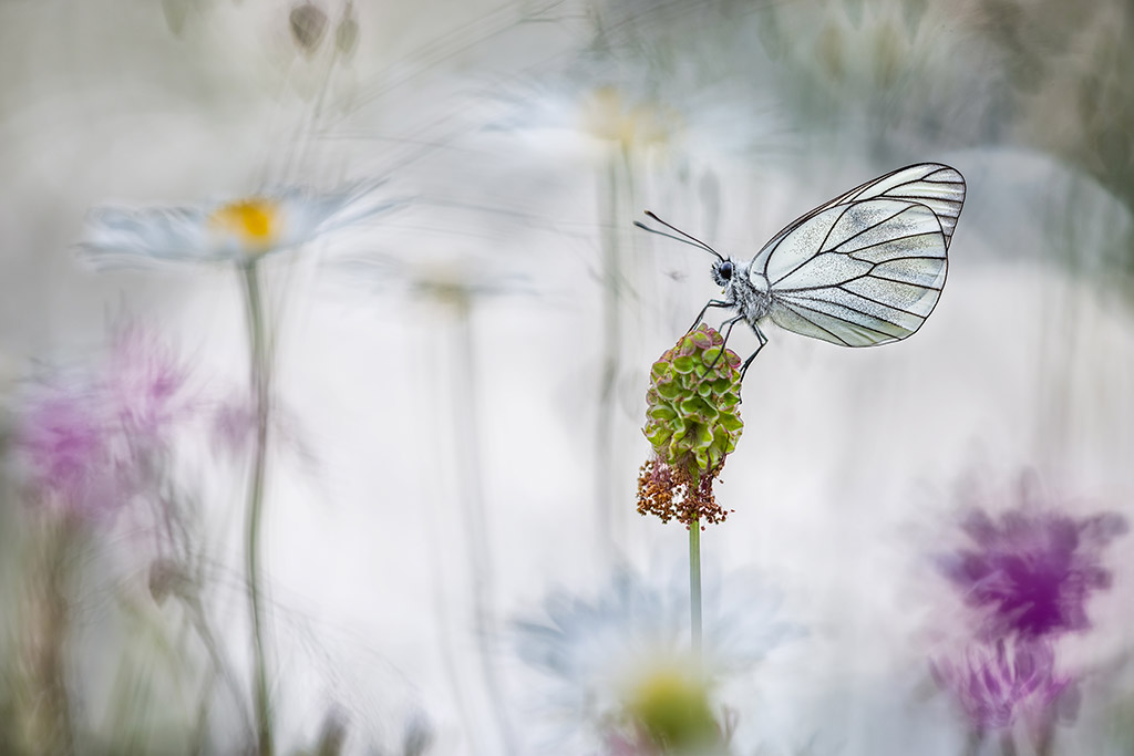 black-veined white butterfly on a seed head against pale white daisy background