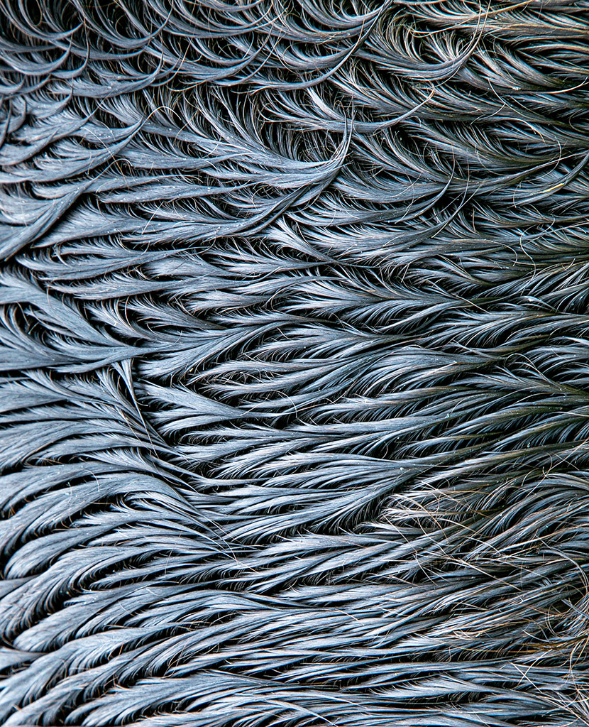 close up of wet horse hair