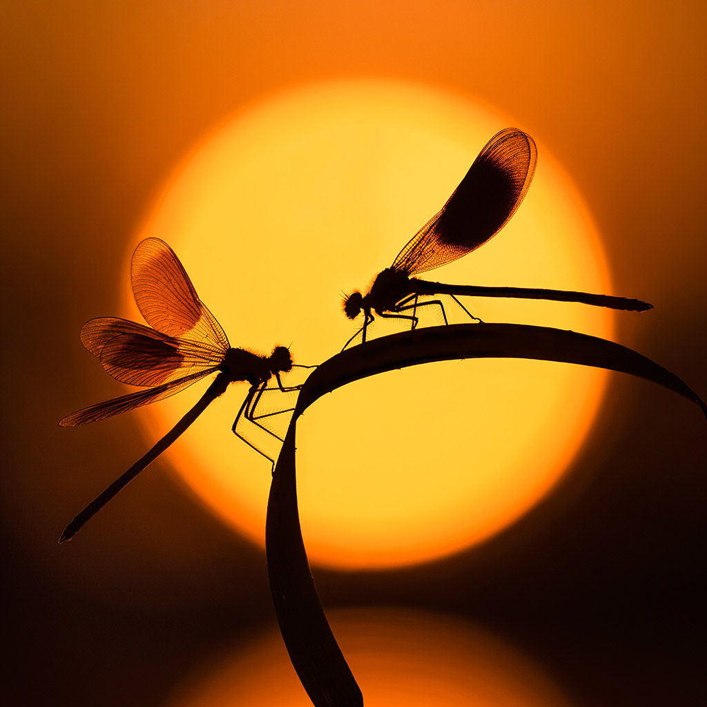 two banded demoiselles on a leaf against the rising sun in the background