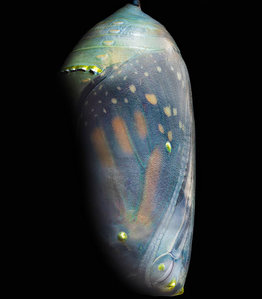 stacked close up photo of a monarch butterfly on the point of emerging from its chrysalis