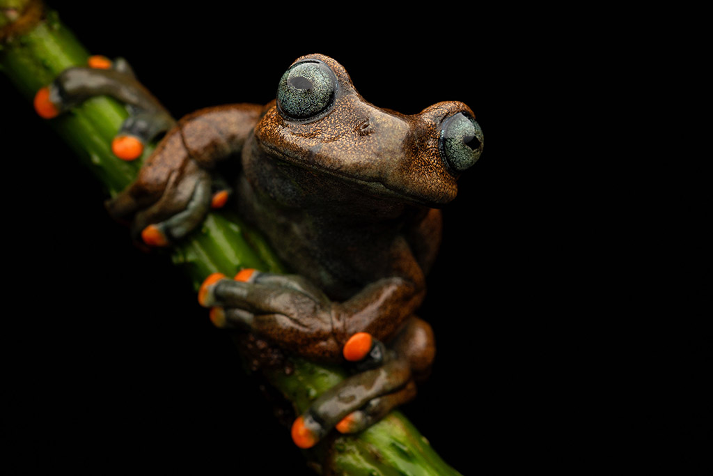 a Linda’s treefrog in the rainforests of Ecuador at night