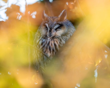 long eared owl asleep in autumnal leaves