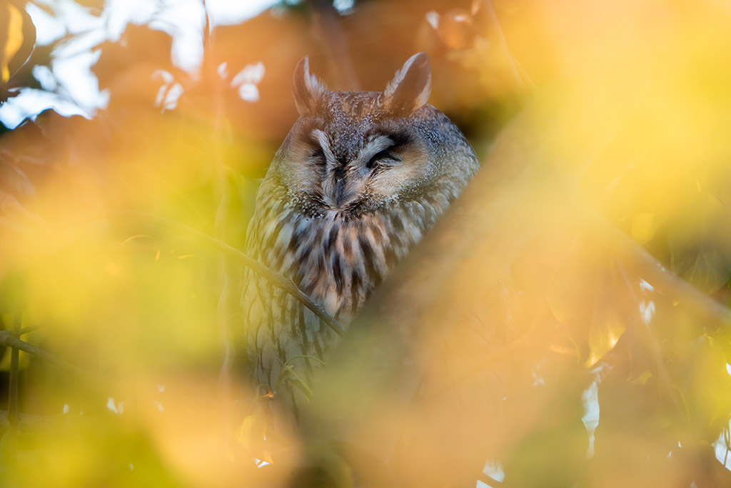 long eared owl asleep in autumnal leaves