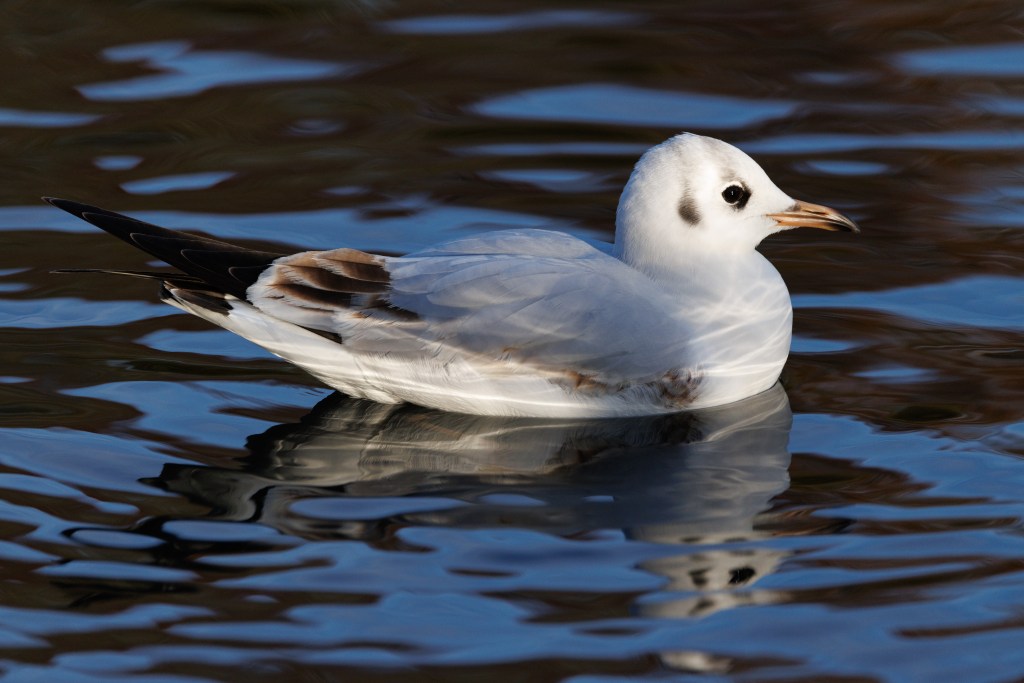 Canon EOS R5 Mark II gull sample image