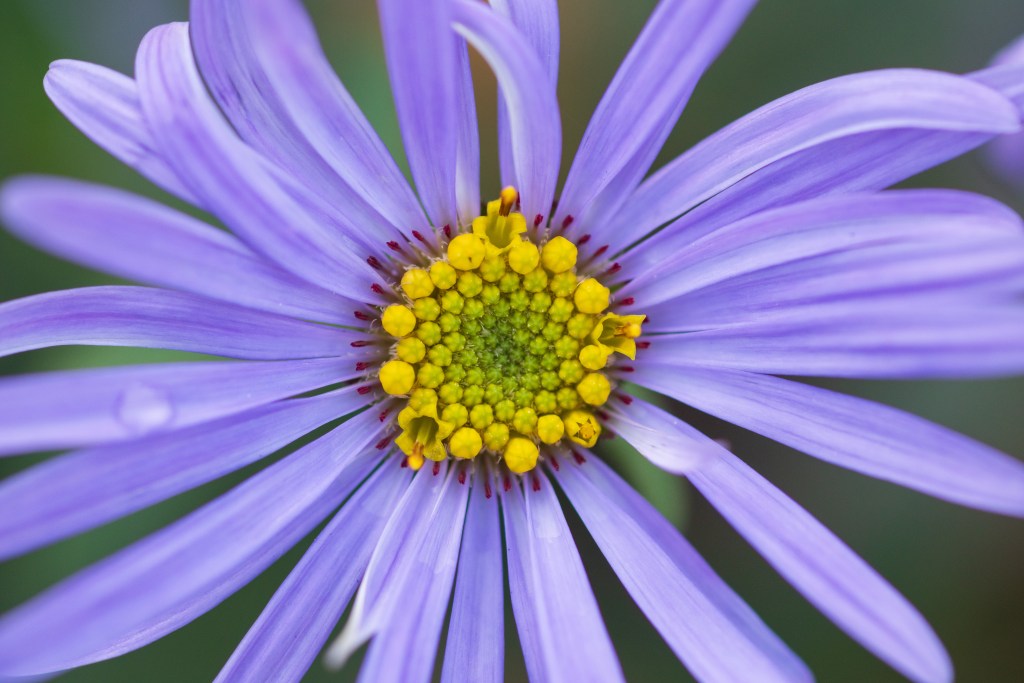 Canon EOS R5 Mark II close-up sample using EF 100mm f/2.8 Macro lens