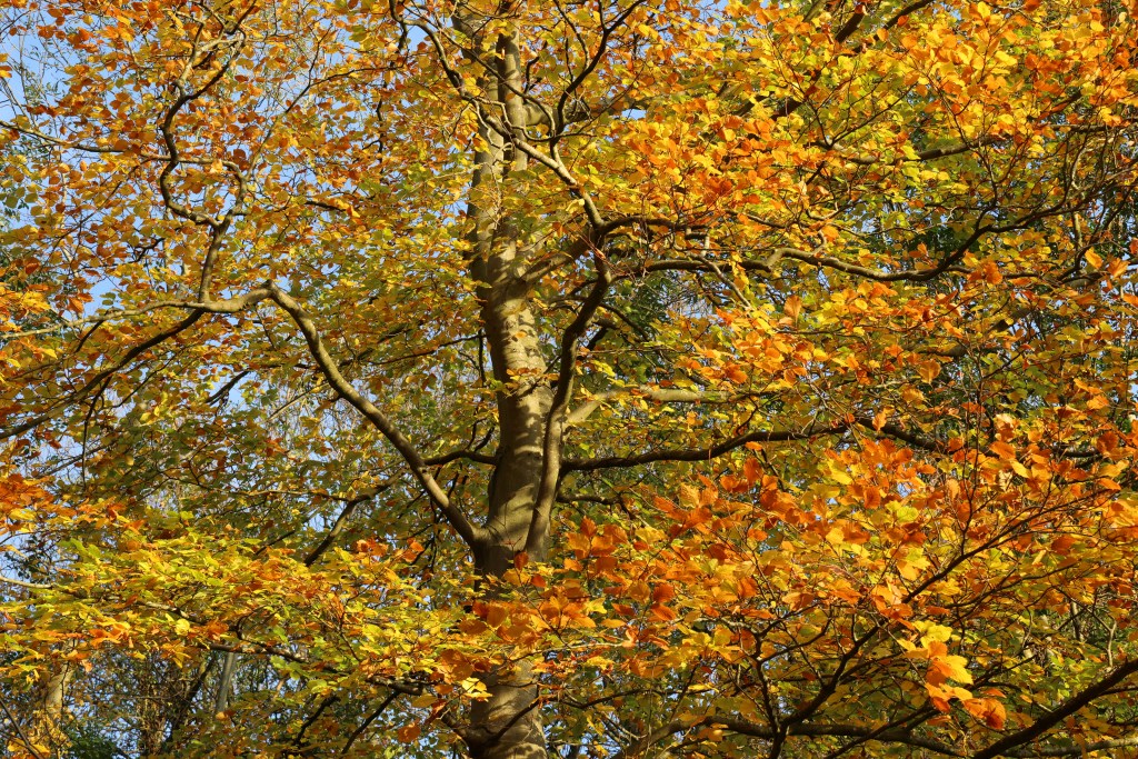 Canon EOS R5 Mark II autumn tree JPEG colour sample image