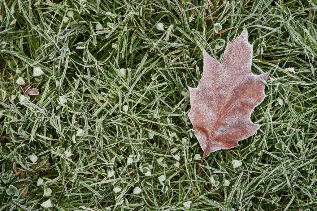 Canon EOS R5 Mark II frosty leaf high-ISO sample image