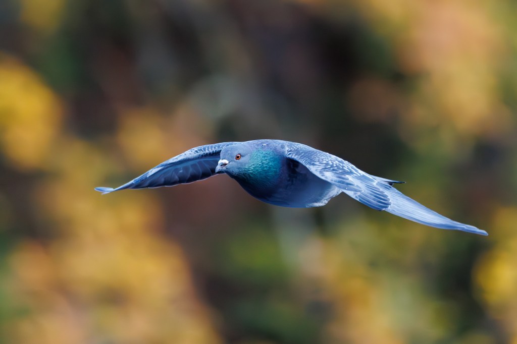 Canon EOS R5 Mark II pigeon in flight sample image