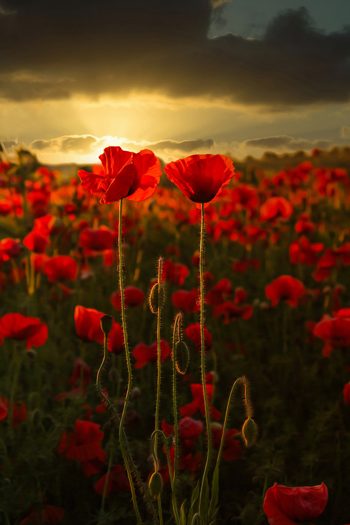 intimate landscapes of poppies at dawn