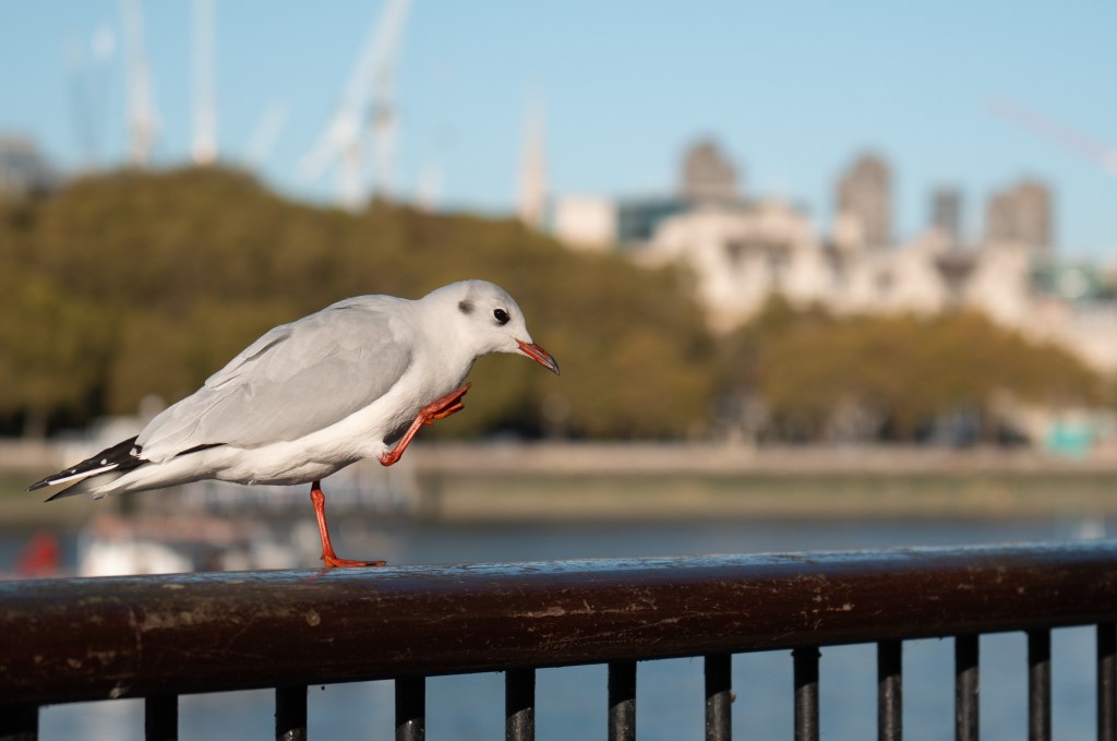 Leica Q3 43 gull sample image