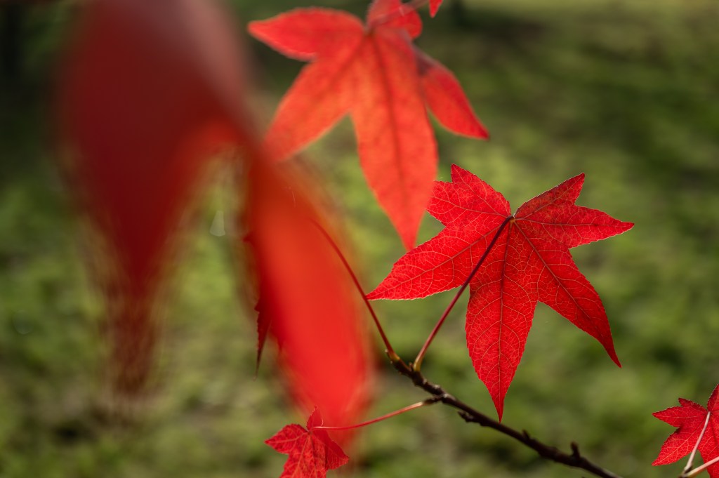 Leica Q3 43 autumn leaves sample image