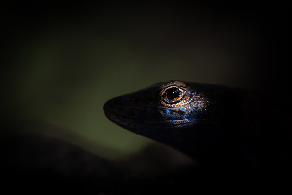  Cabrera lizards in the shadow with a small amount of light highlighting its eye