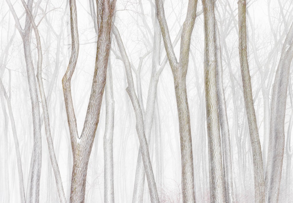 Winter Cottonwoods © Andrew Mielzynski