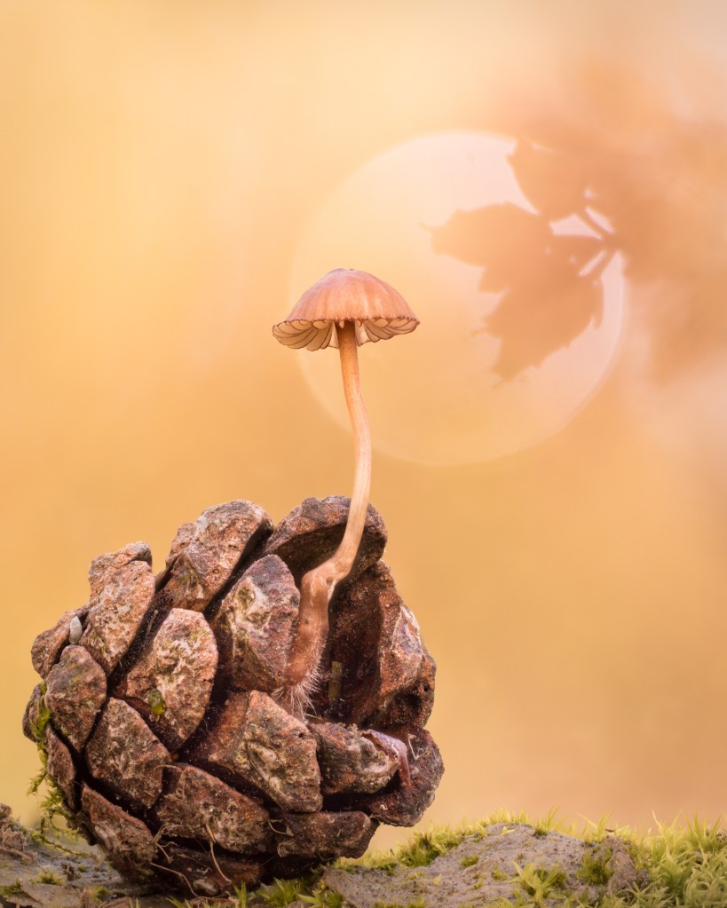 Mycena On Pine Cone © Jay Birmingham