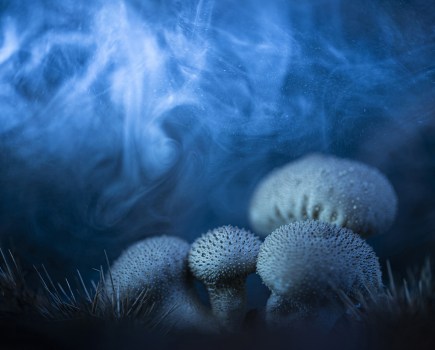 Storm of Spores © José Luis Gigirey