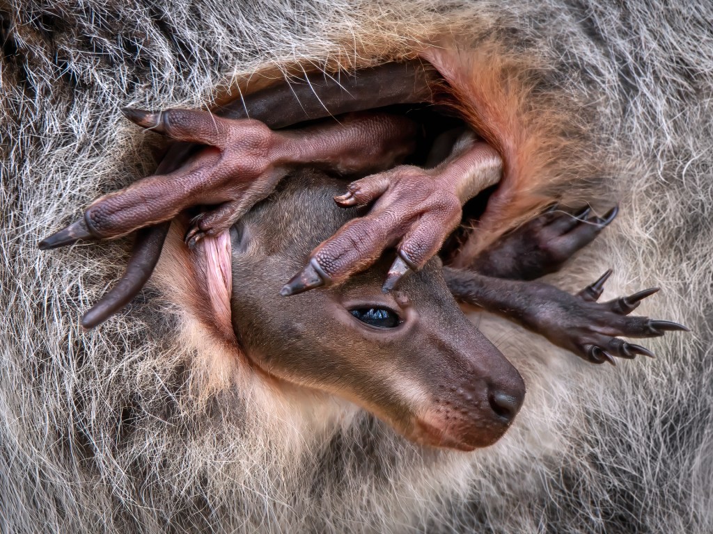 Wallaby Baby © Pedro Jarque