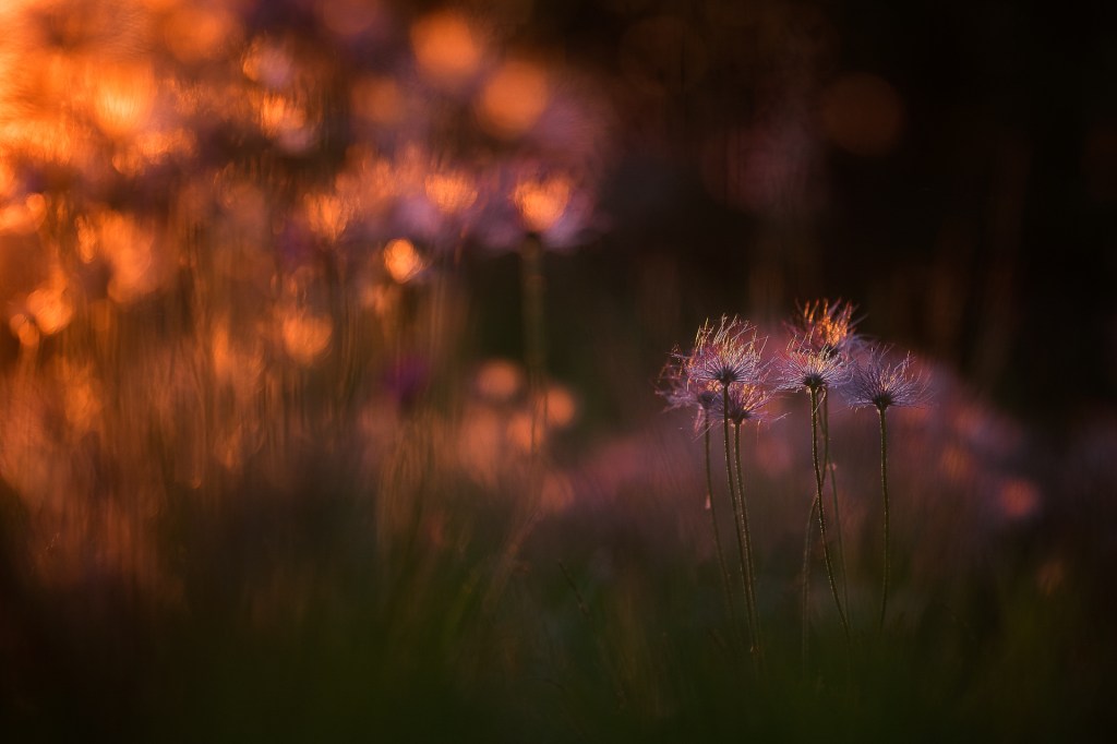 Sunset pulsatille ©Thomas Vanderheyden