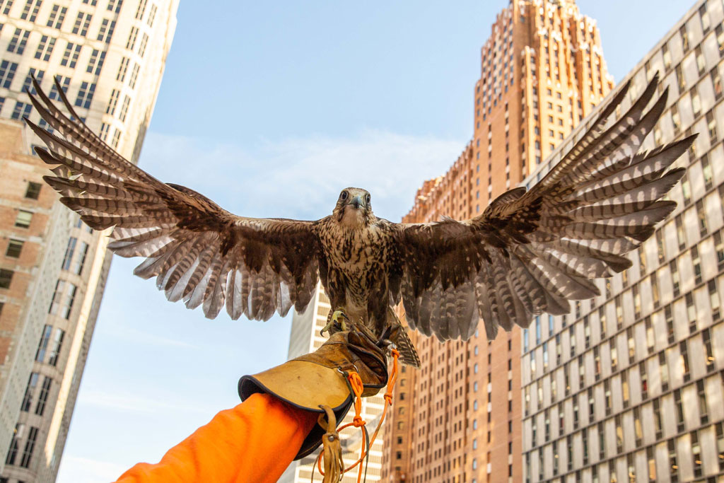 Detroit, an arm streched towards the sky holding a prey bird, high rise buildings in the background