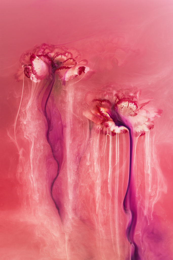 Angi Wallace flowers in pink