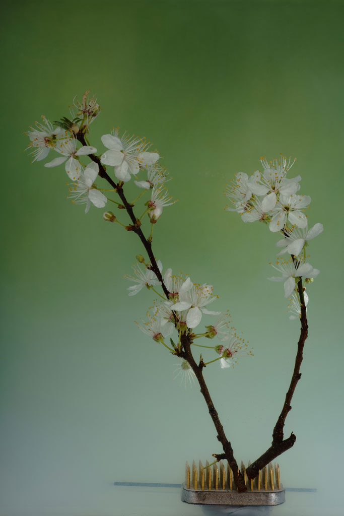 Angi Wallace flowers macro, against a green background