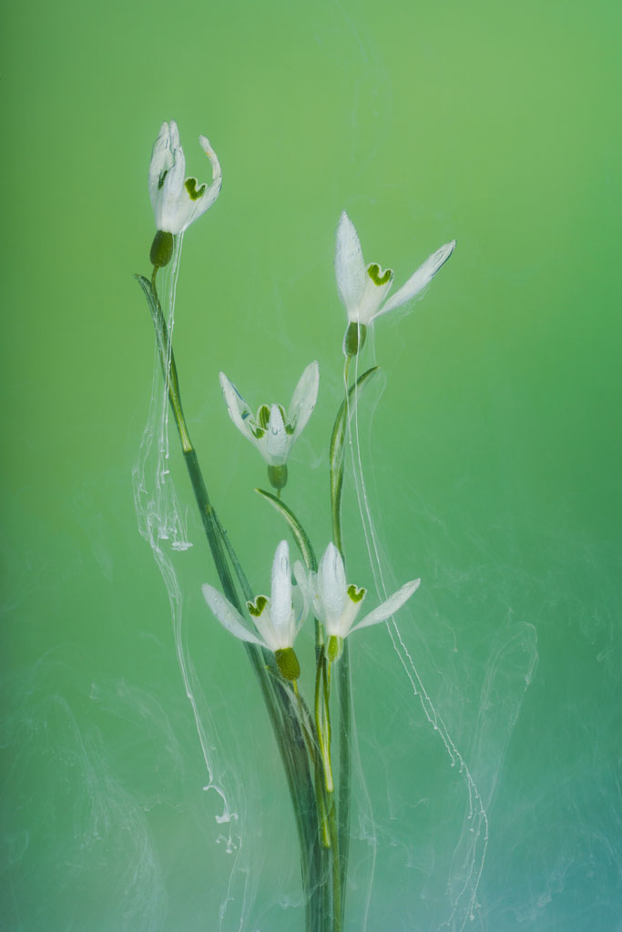 Angi Wallace snowdrop flowers macro, against a green background