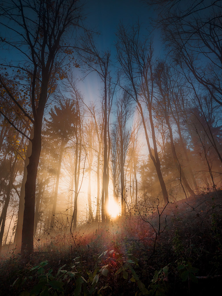 soft sunlight coming through trees in a wooded area