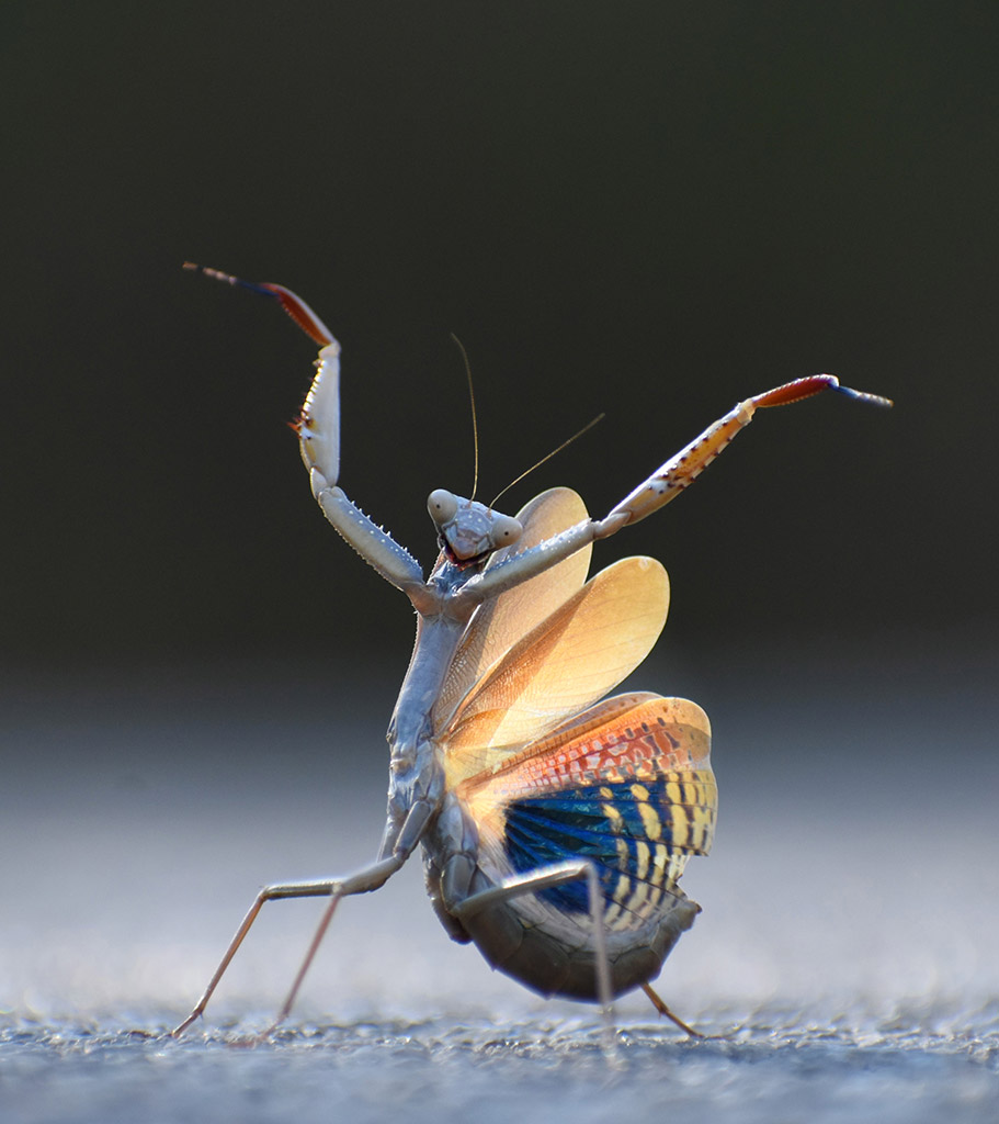 dancing Flemish Mantis