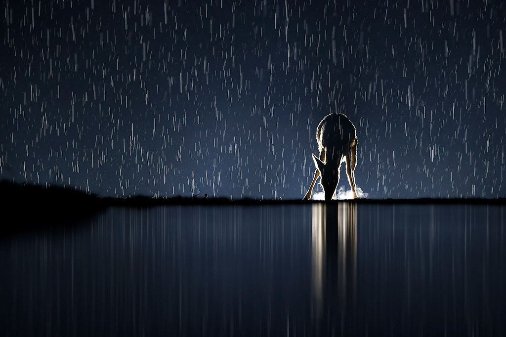 night time photo of a young deer at the waters edge