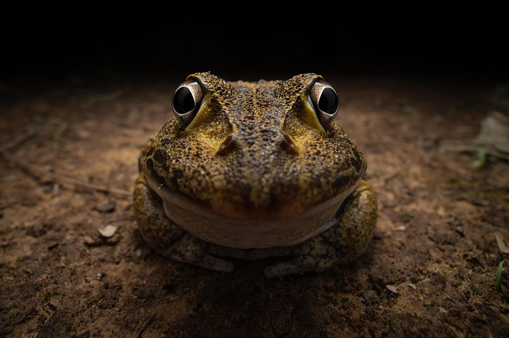 close up of a frog smiling awkwardly at the camera nikon comedy awards young winner