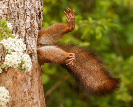 red squirrel stuck in tree trunk with legs hanging out