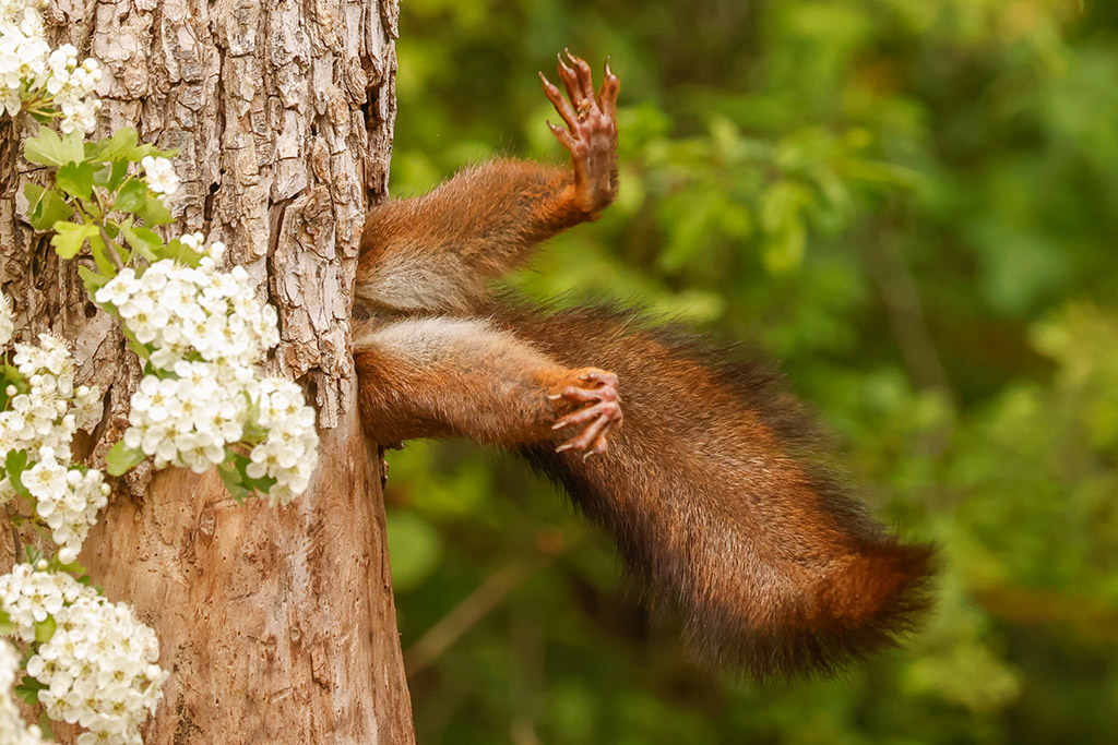 Hilarious red squirrel wins Nikon Comedy Wildlife Awards