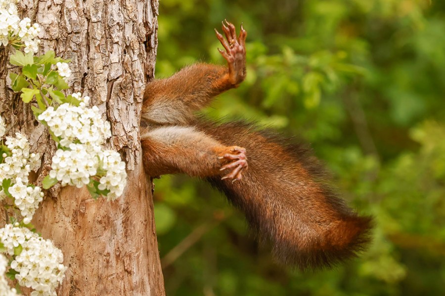 red squirrel stuck in tree trunk with legs hanging out