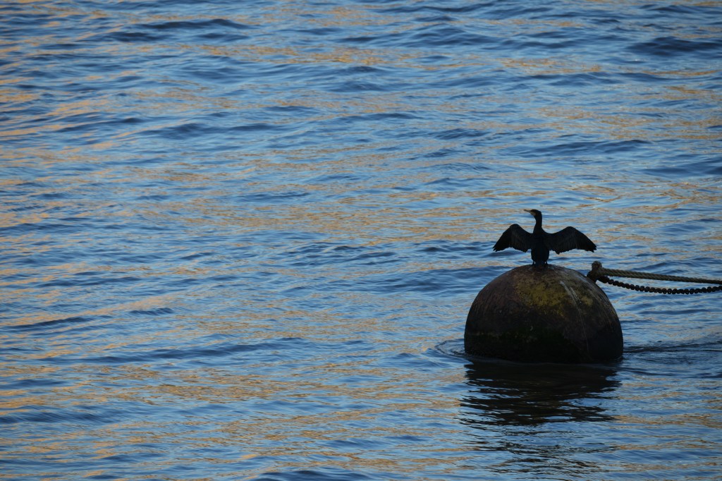 Sony A1 II cormorant JPEG colour sample image