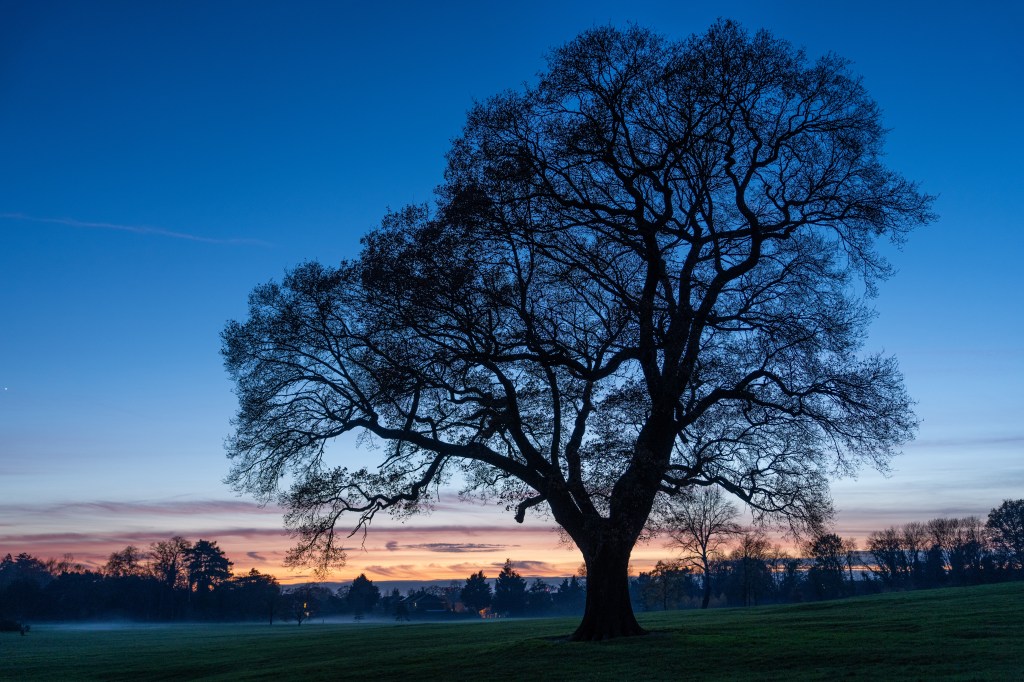 Sony Alpha A1 II tree at sunset sample image