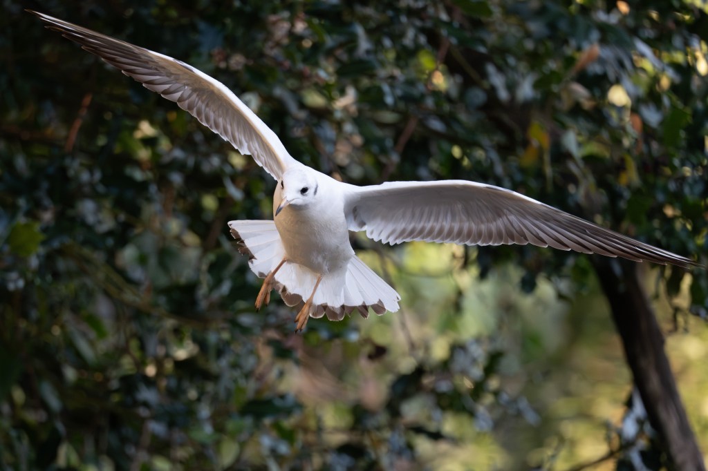 Sony Alpha A1 II gull in flight sample image