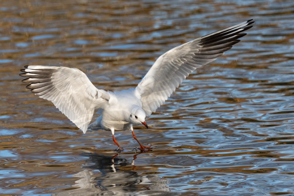 Sony A1 II gull touch-down sample image