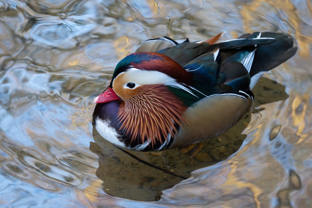 Sony Alpha A1 II Mandarin duck high-ISO sample image