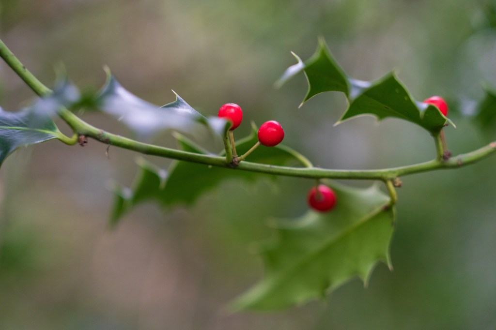 Sony FE 28-70mm F2 GM holly close-up sample image