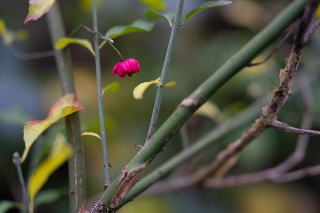 Sony FE 28-70mm F2 GM close-up sample image